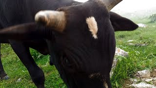 ATTACKED BY MASSIVE BULL