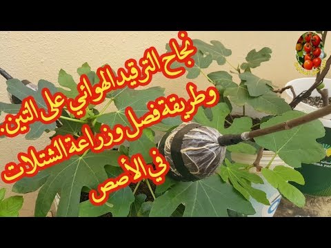 نجاح الترقيد الهوائي على التين وكيفية فصل الشتلات وزراعتهابالأصص 18نوفمبر 2019