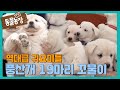 [심쿵] 역대급 귀요미들 등장! ‘풍산개 19마리’ 꼬물이♥ I TV동물농장 (Animal Farm) | SBS Story