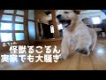 いつでもどこでも猫を被らない赤ちゃんゴールデン