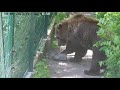 Игра медведя с камнем