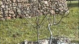 terreno agricolo con trulli in vendita a nardò (Lecce)