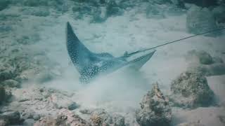 Під Червоним морем 4К - Красиві коральві рифові риби у водному воді для відпочнику - 4К відео # 3