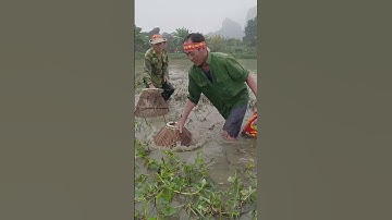 Úp nơm chép khủng  #nomca #hunghugo