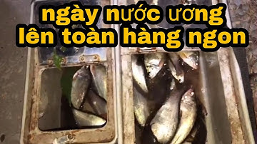 Câu Cá Rô Đồng.Ngày Con Nước Ương Mà Cá Ăn Thấy Ham/@ninhfishing