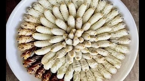 Khám phá món Nhộng Ong Đất/ UMC