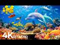 Underwater Wonders 4K - Amazing Fish, Coral Reefs &amp; Sea Animals - Fish Tank Sound For Deep Sleep #27