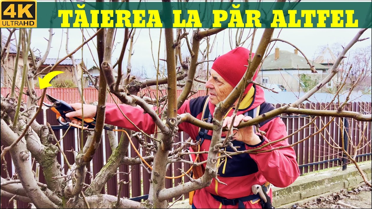 Tăierea unui păr cu multe ramuri anuale–Cum să-i temperezi creșterea?🌳✂