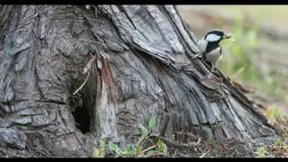 DUNIA SATWA - burung gelatik di alam liar