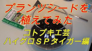 【プランツシードを植えてみた】コトブキ工芸　ハイグロＳＰタイガー編