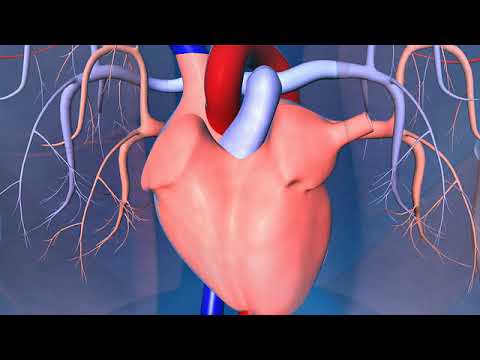 Human heart, lungs, arteries and veins