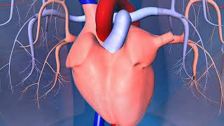 Human heart, lungs, arteries and veins
