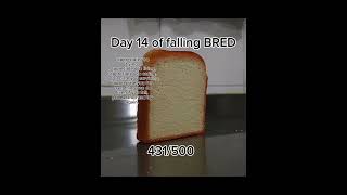 DAY 14 OF FALLING BRED #viral #bread #popular #food #roblox #minecraft #famous #series LOVE YALLL :)