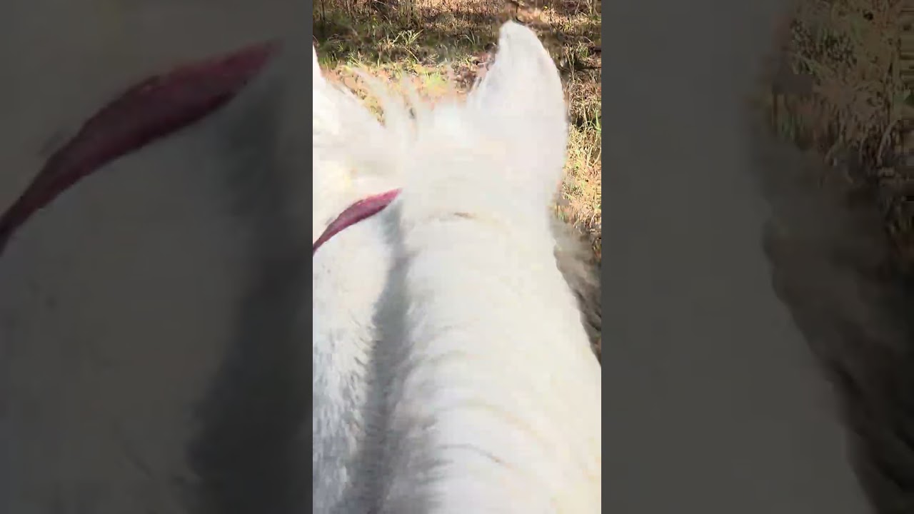 Fun stuff with Harley at Silver Springs