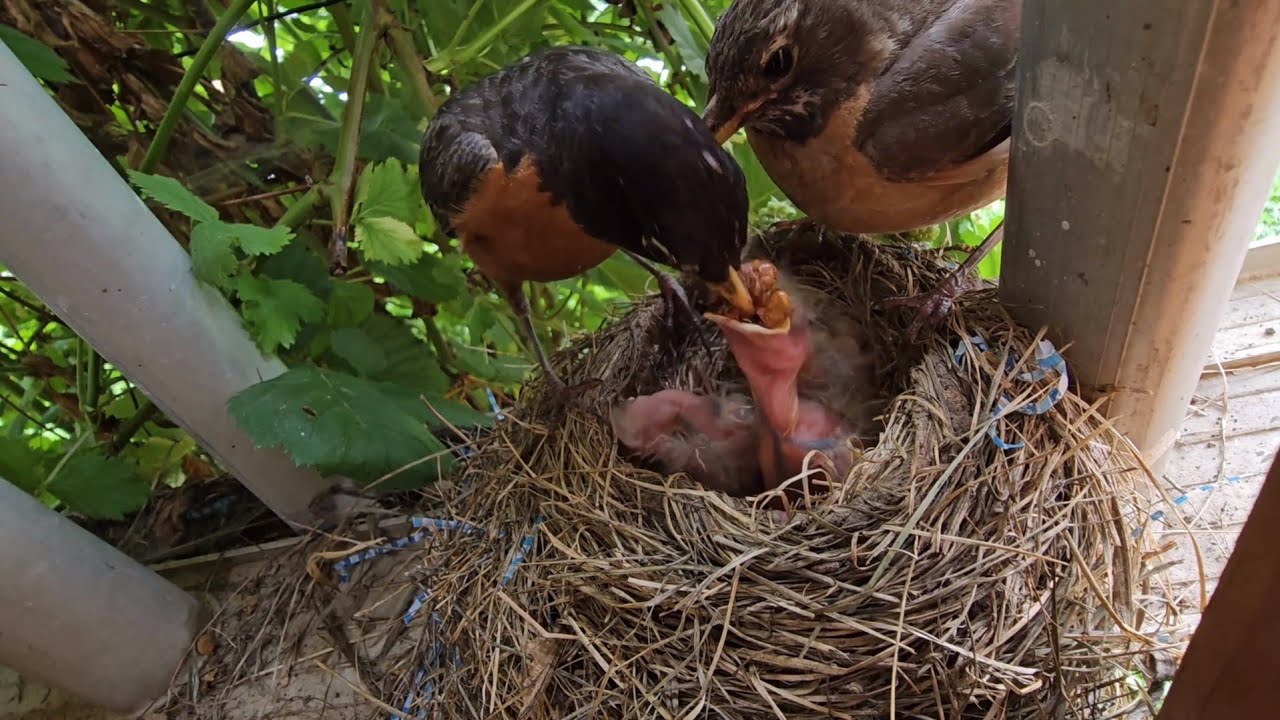 Американские Дрозды Кормят Птенчиков 🐣🪺 American Robin Mom Helping Dad to Feed the Babies🧡