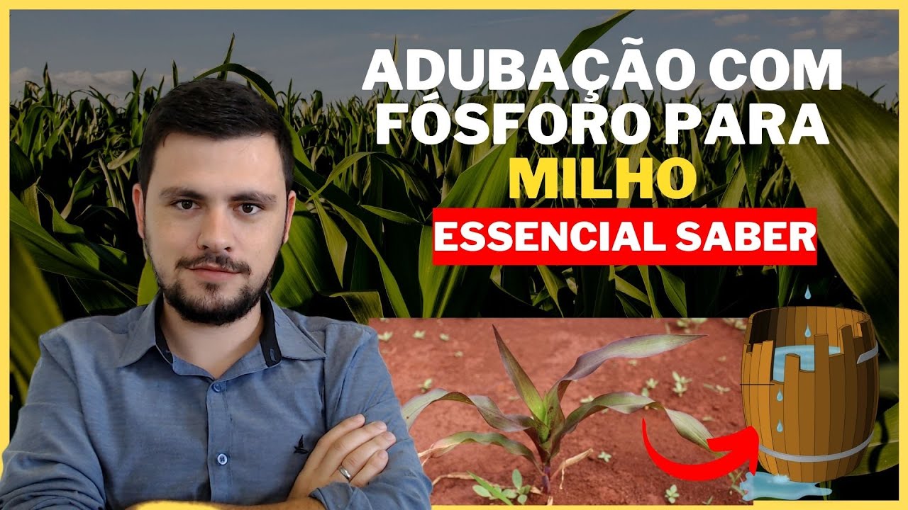 Adubação com Fósforo para produzir MILHO I Fundamental saber