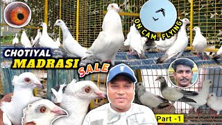 Bengal Famous Chotiyal Madrasi Of Sanju Da At Garia | P-1 | Chotiyal Madrasi Pigeon Sell 