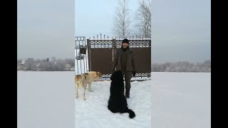 Про наш переезд и мероприятие для детей в кинологической службе «Лис» Про наш переезд и мероприятие для детей в кинологической службе «Лис»