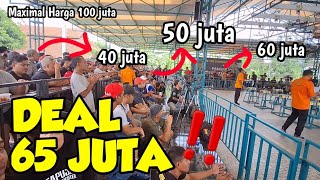 Bursa 100 juta Murai Batu ‼️ Adu Tawar Pembeli dan Deal Harga 65 Juta 🔥🔥🔥