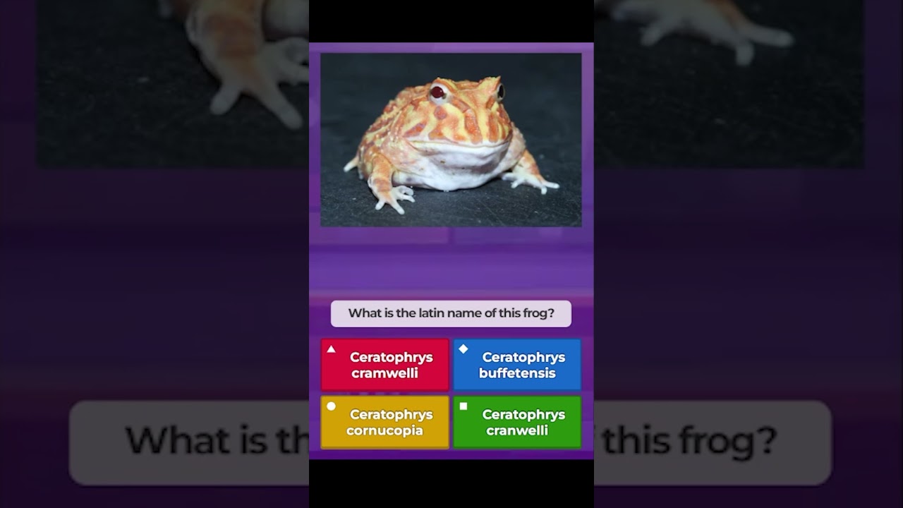 A Pacman frog will bite anything that moves. Don't be a Pacman frog. Think before you chomp.
