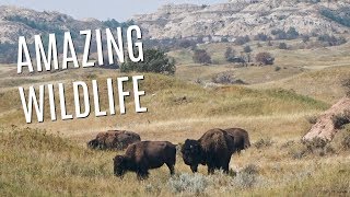 Wildlife at Theodore Roosevelt National Park in North Dakota