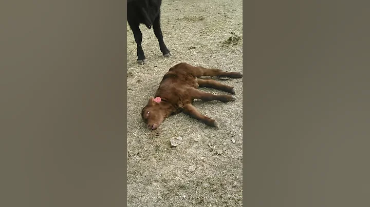 Sleepy calf