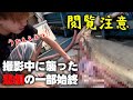【切り抜き】きまぐれクックが捌いた魚の胃袋の中身から衝撃的なものが...！？嗚咽の悲劇編