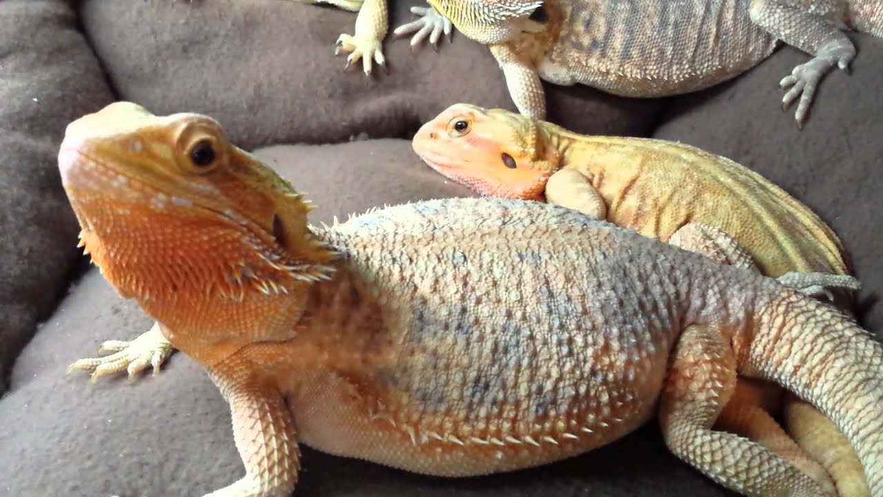 Beardy Room Update And 2 New Additions