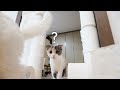 고양이는 7층 휴지탑을 뛰어넘을 수 있을까? | 고양이 산책