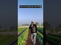 ૨૦૨૬ માં કાયદેસર બૂમ પાડવાની છે ll pk vadhaniya llbanaskantha farmer #agriculture