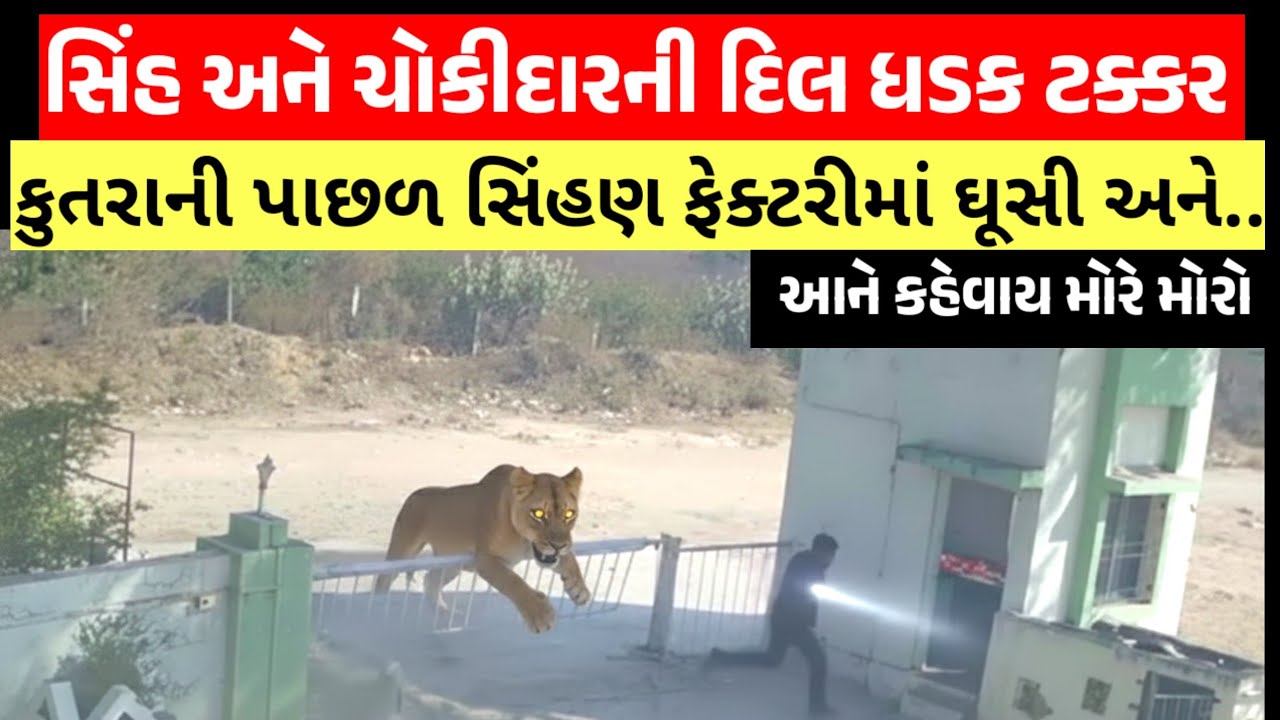 ખૂંખાર સિંહ ને સામે જોઈ ચોકીદાર એવો ભાગ્યો//કુતરા ની પાછળ સિંહણ ઘુસી ફેક્ટરીમાં #girforest #lion 