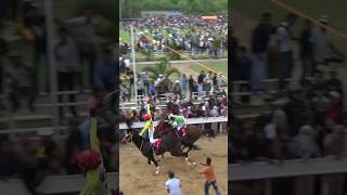 JOCKY KUDA PACU || LEPAS TANGA  MASUK GARIS FINISH || #juara #horse #viral #kudapacu