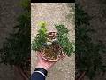 2025/06/07, 사자두 단풍나무(Shishigashira maple tree).
