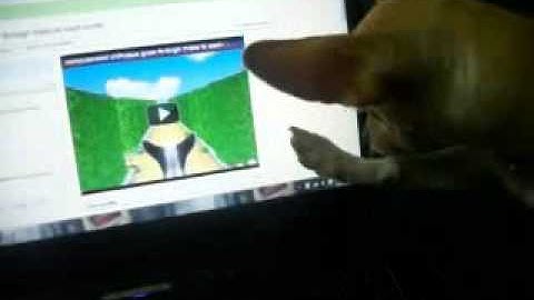 dog attacks computer cursor!
