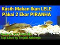 LELE & PIRANHA - Kasih Makan Ikan LELE Pakai 2 Ekor PIRANHA
