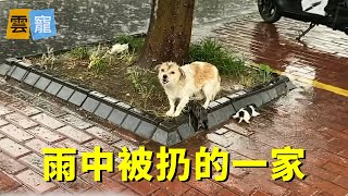 這麼大的雨不知道誰把大狗扔了還有3隻小狗