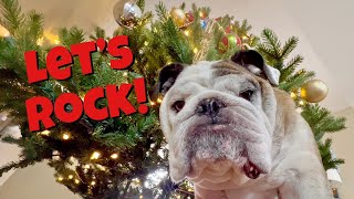 Reuben the Bulldog: Christmas Tree Rock