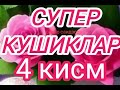 Мазза килиб эшитадиган кушиклар
