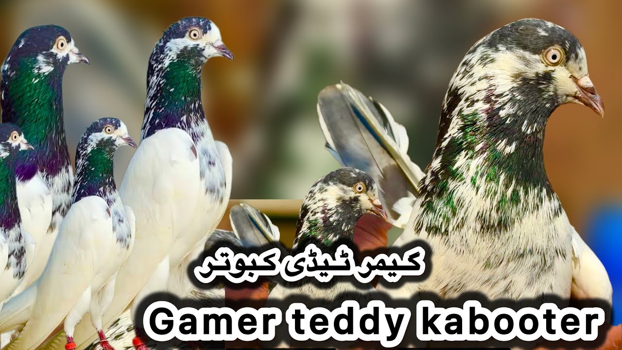 Gamer teddy kabooter ustad chaudhery sakhi bhatti walay teddy kabooteron ka shauk 