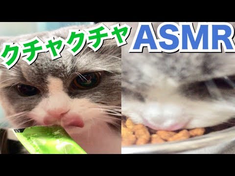 【ASMR】猫の咀嚼音に癒される...！！！