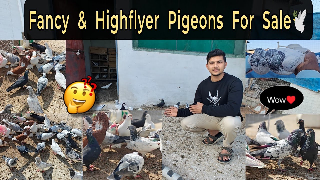 Fancy & Highflyers Pigeons For Sale🕊️