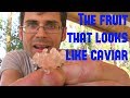 Finger Lime: The fruit that looks like Caviar - Weird Fruit Explorer ep. 250