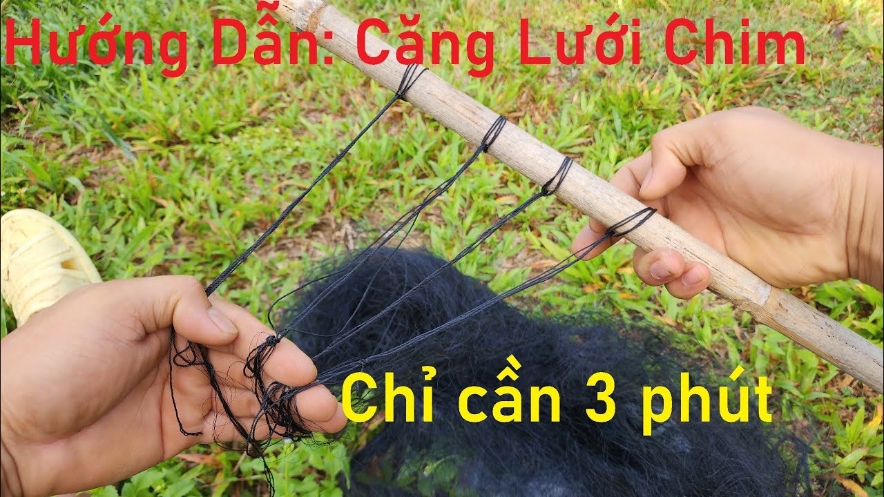 Hướng Dẫn Căng Lưới Bẫy Chim Đơn Giản Dễ Làm Chỉ Trong 5 Phút