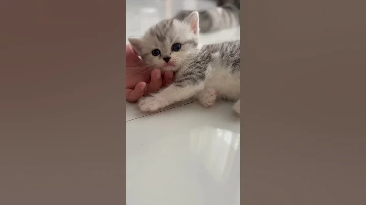 Watch the video about Kucing manja #cat #kucing #videokucing #kucinglucu #catlover #britishshorthair #funny #viral #kitten