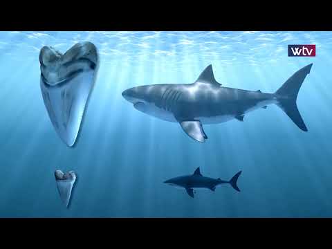 وثائقي ليبيا ما قبل الصحراء