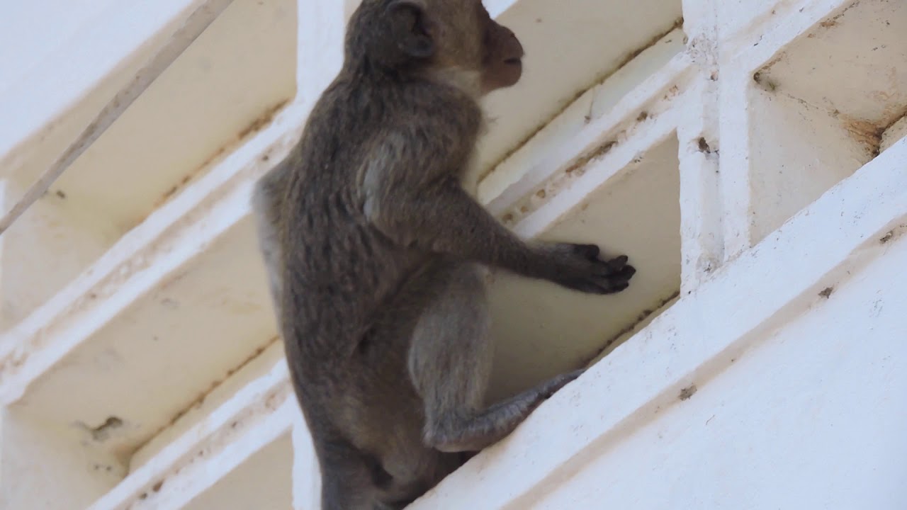 Akloe Monkey or Milo Monkey Look Very Poor !