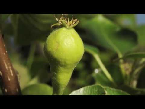 Pear flower opening to fruit swelling time lapse filmed over 8 weeks