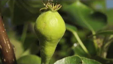 Pear flower opening to fruit swelling time lapse filmed over 8 weeks - DayDayNews