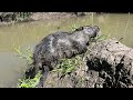 Nuisance beaver trap check 8 no skunk today  beaver water trapping