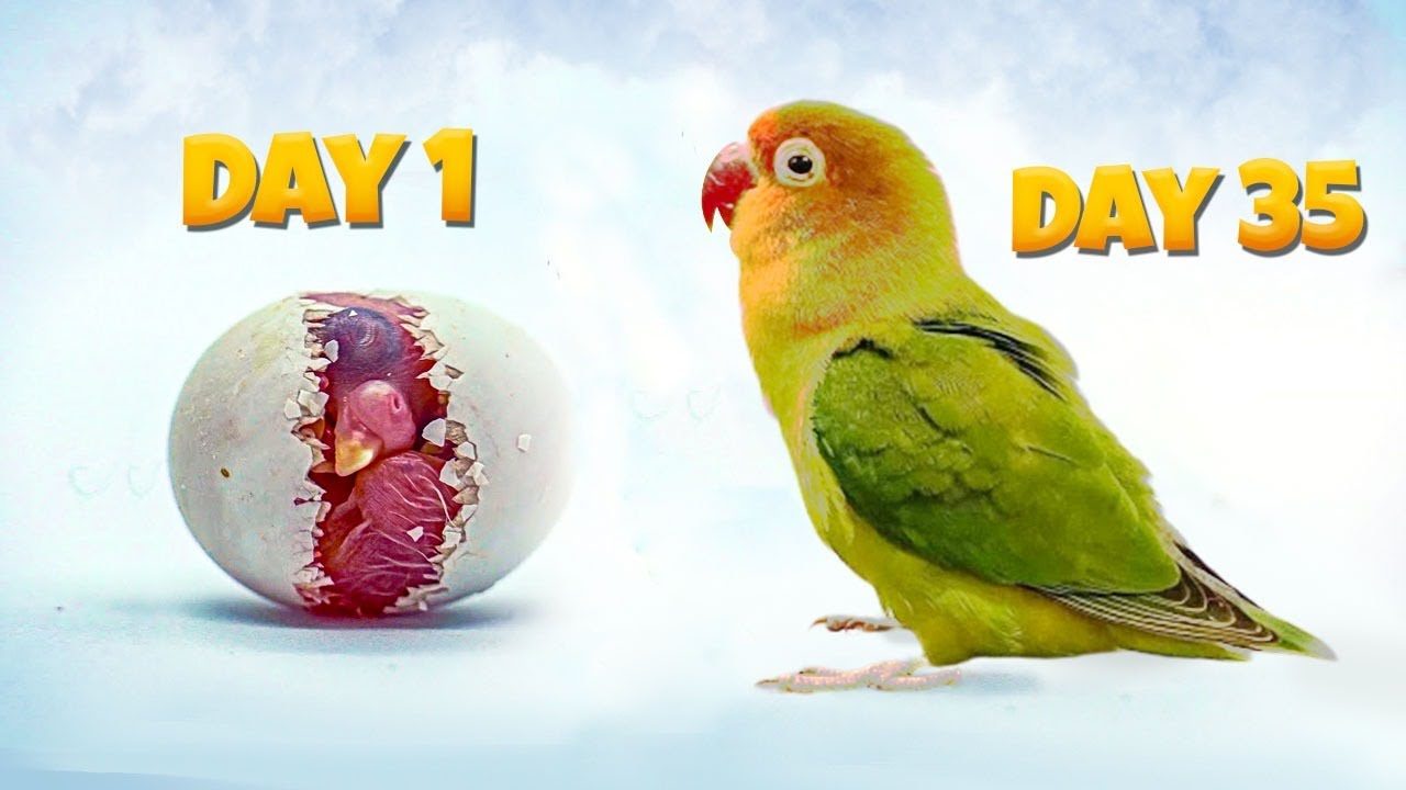 Lovebird Growth Stages Timelapse - YouTube